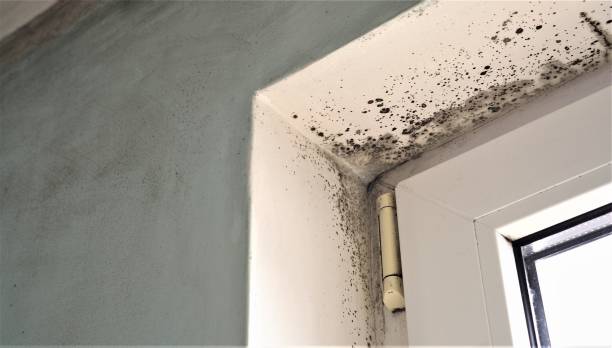  Taylors, SC Mold Removal Pros