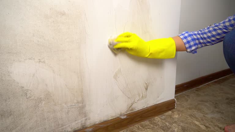 Reliable Taylors, SC Mold Removal Solutions