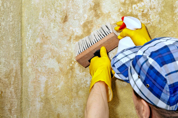 Best Mold Odor Removal Services  in Taylors, SC