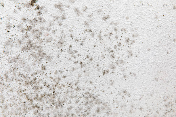 Best Real Estate Mold Inspection  in Taylors, SC