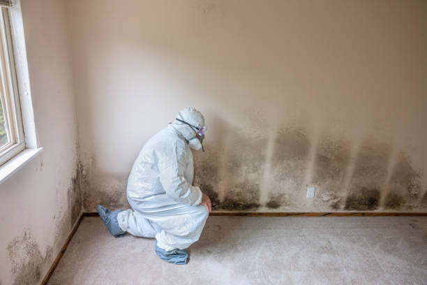 Forensic Mold Investigation in Taylors, SC